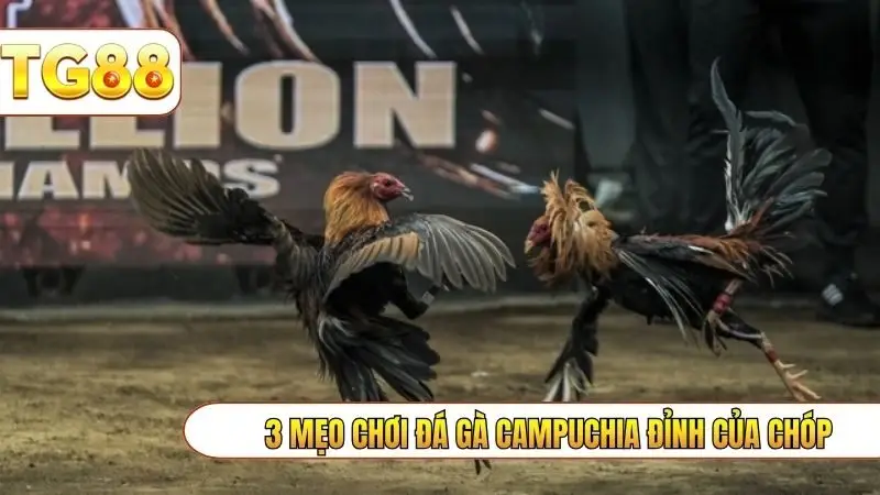 3 mẹo chơi đá gà campuchia đỉnh của chóp