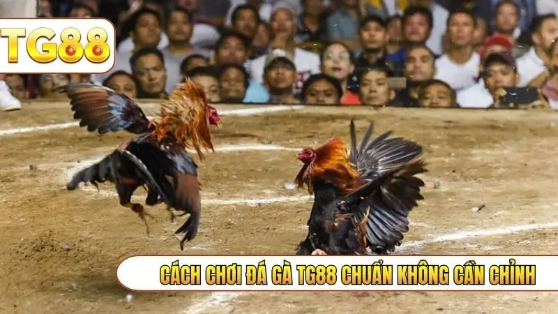 Cách chơi đá gà TG88 chuẩn không cần chỉnh