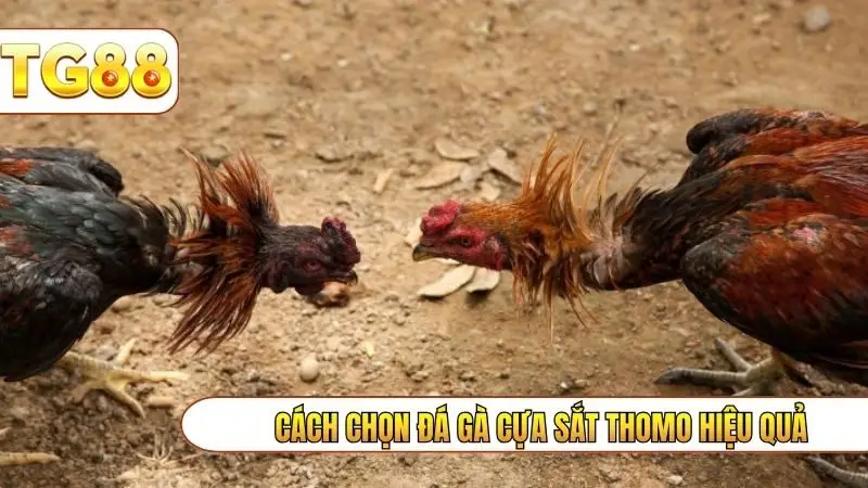 Cách chọn đá gà cựa sắt thomo hiệu quả