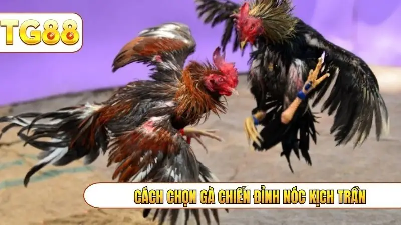 Cách chọn gà chiến đỉnh nóc kịch trần
