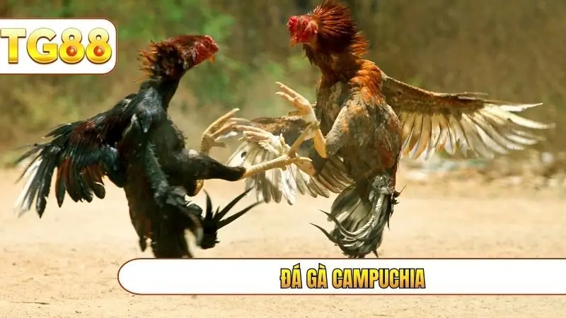 đá gà campuchia