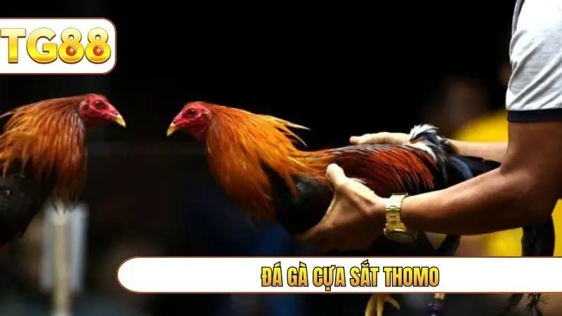 đá gà cựa sắt thomo