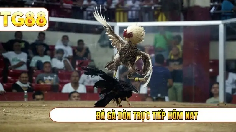 đá gà đòn trực tiếp hôm nay