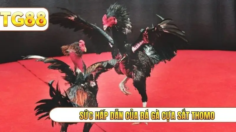 Sức hấp dẫn của đá gà cựa sắt thomo