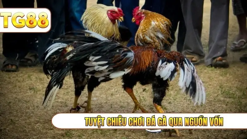 Tuyệt chiêu chơi đá gà qua nguồn vốn